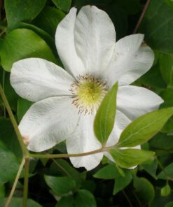 Clematis Lemon Chiffon (wielkokwiatowy) poj, 4L - obrazek 4
