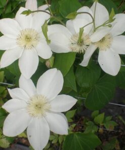 Alternative view of Clematis Lemon Chiffon (wielkokwiatowy) poj, 4L