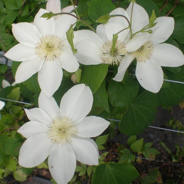 Clematis Lemon Chiffon (wielkokwiatowy) poj. 2L - obrazek 2