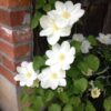 Clematis Lemon Chiffon (wielkokwiatowy) poj, 4L