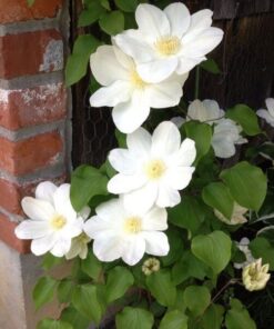 Clematis Lemon Chiffon (wielkokwiatowy) poj, 4L
