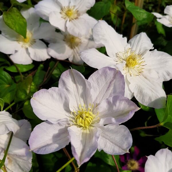 Clematis Lemon Chiffon (wielkokwiatowy) P9/C1 - obrazek 3