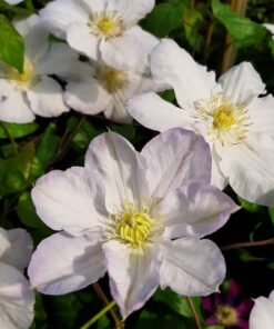 Clematis Lemon Chiffon (wielkokwiatowy) poj. 2L - obrazek 3