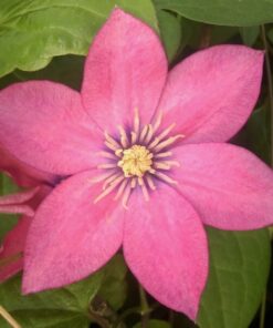 Clematis (wielkokwiatowy) 'Little Mermaid' poj, 2L