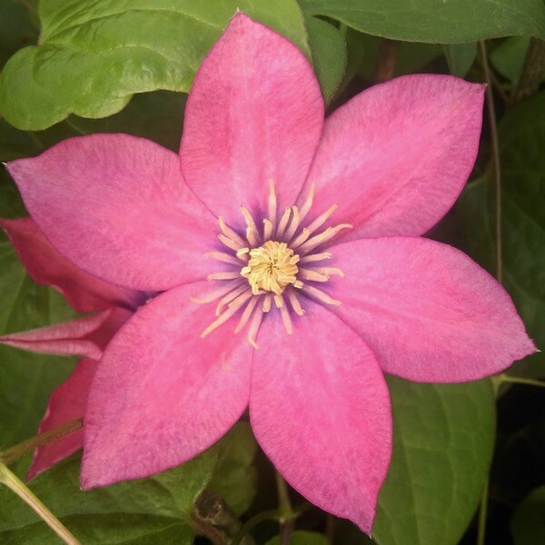 Clematis (wielkokwiatowy) 'Little Mermaid' poj, 2L