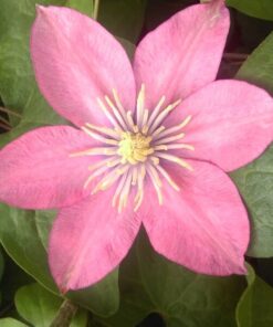 Clematis (wielkokwiatowy) 'Little Mermaid' poj, 2L - obrazek 4