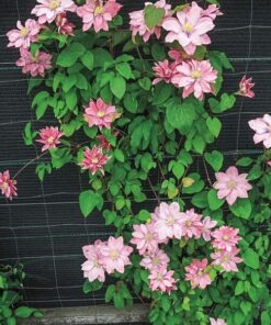 Alternative view of Clematis (wielkokwiatowy) 'Little Mermaid' poj, 4L