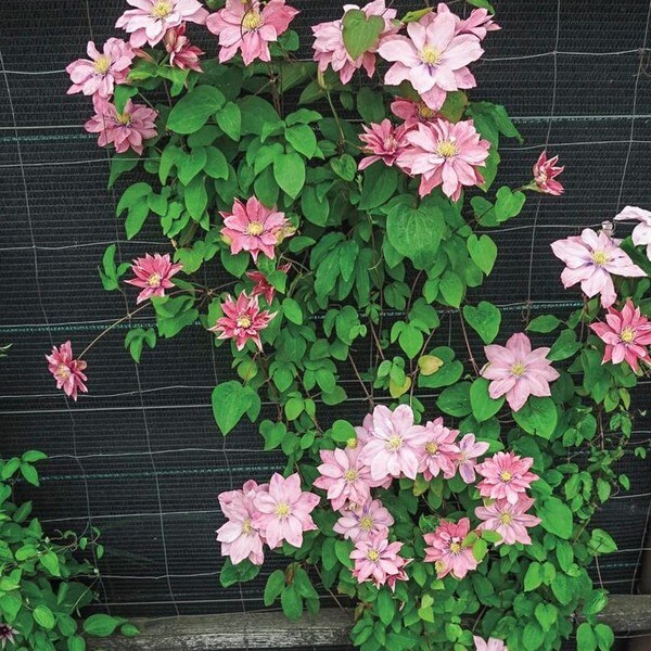 Clematis (wielkokwiatowy) 'Little Mermaid' poj, 2L - obrazek 2