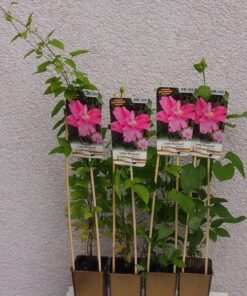 Clematis (wielkokwiatowy) 'Little Mermaid' poj, 2L - obrazek 5