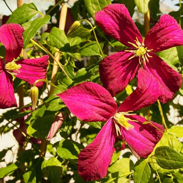 Clematis Madame Julia Correvon (viticella) poj. 2L - obrazek 4