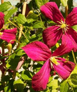 Clematis Madame Julia Correvon (viticella) P9/C1