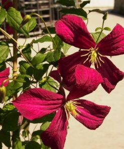 Clematis Madame Julia Correvon (viticella) poj. 4L - obrazek 3