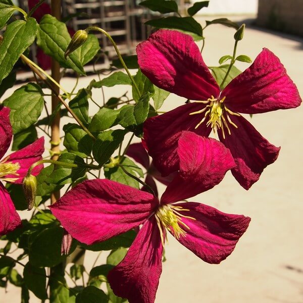 Clematis Madame Julia Correvon (viticella) P9/C1 - obrazek 4