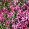 Clematis Madame Julia Correvon (viticella) poj. 4L