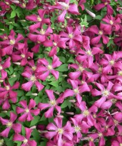 Clematis Madame Julia Correvon (viticella) P9/C1 - obrazek 5