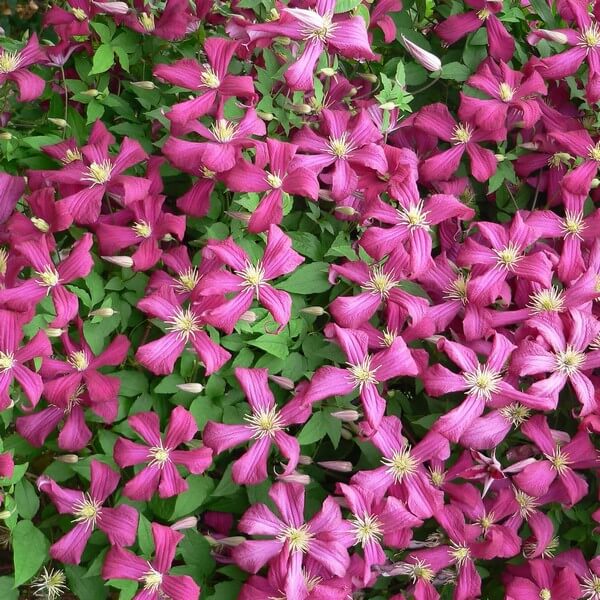 Clematis Madame Julia Correvon (viticella) P9/C1 - obrazek 5