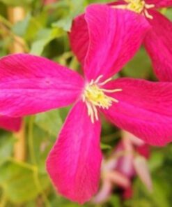 Alternative view of Clematis Madame Julia Correvon (viticella) P9/C1