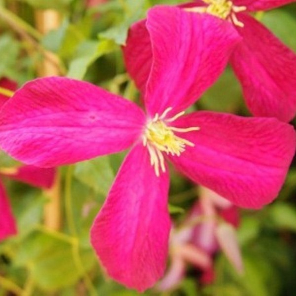 Clematis Madame Julia Correvon (viticella) P9/C1 - obrazek 2