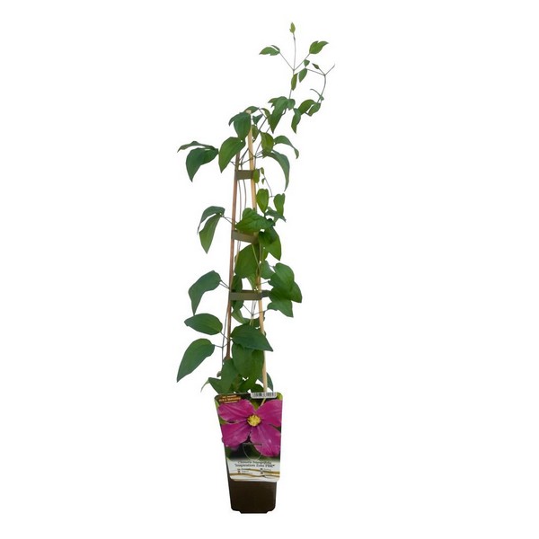 Clematis Madame Julia Correvon (viticella) P9/C1 - obrazek 3