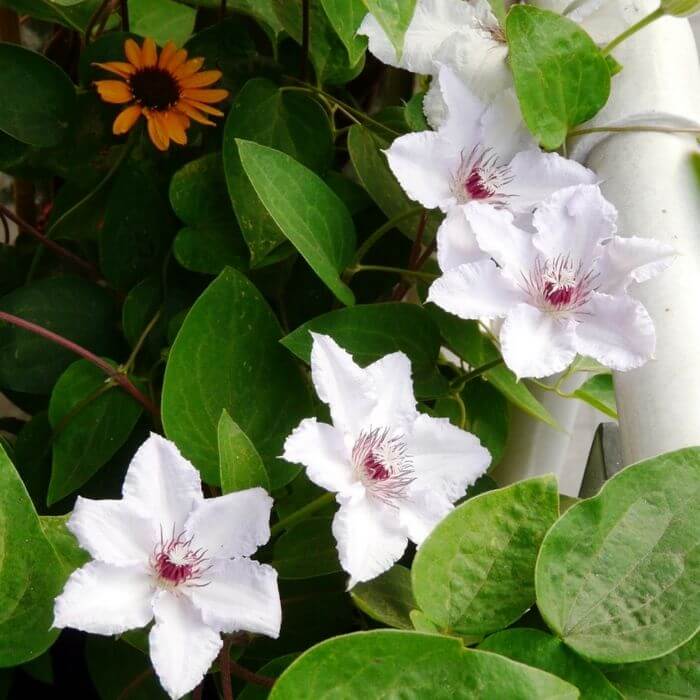Clematis 'Maria Kaczyńska' P9/C1