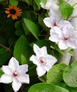 Clematis 'Maria Kaczyńska' poj. C2