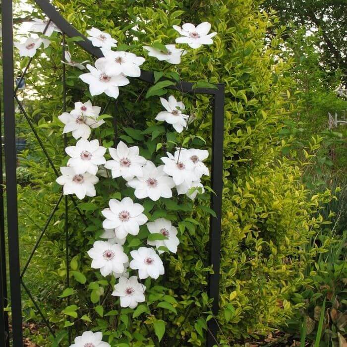 Clematis 'Maria Kaczyńska' poj. C2 - obrazek 2