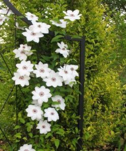 Alternative view of Clematis 'Maria Kaczyńska' poj. 4L