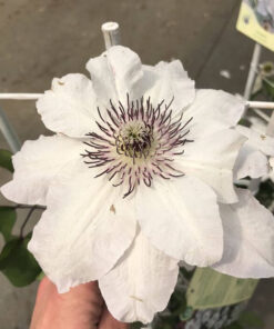 Clematis 'Maria Kaczyńska' poj. C2 - obrazek 3