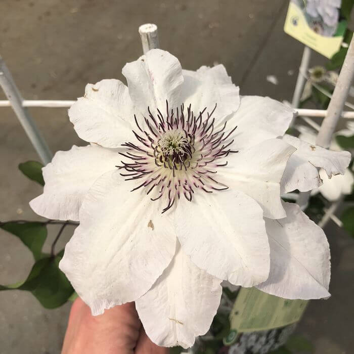 Clematis 'Maria Kaczyńska' poj. C2 - obrazek 3