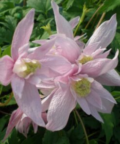 Alternative view of Clematis botaniczny Markham's Pink poj,4l