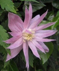 Clematis botaniczny Markham's Pink poj,4l - obrazek 3