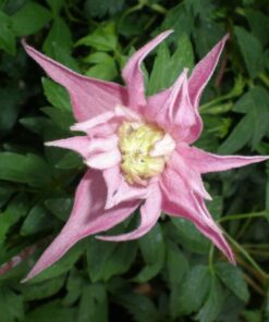 Clematis botaniczny Markham's Pink poj,4l