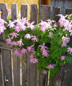 Clematis botaniczny Markham's Pink poj,4l - obrazek 4