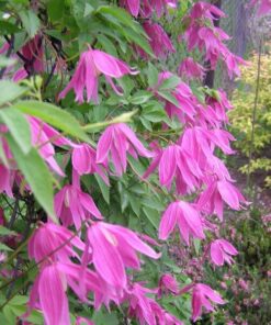 Clematis botaniczny Markham's Pink poj,4l - obrazek 5