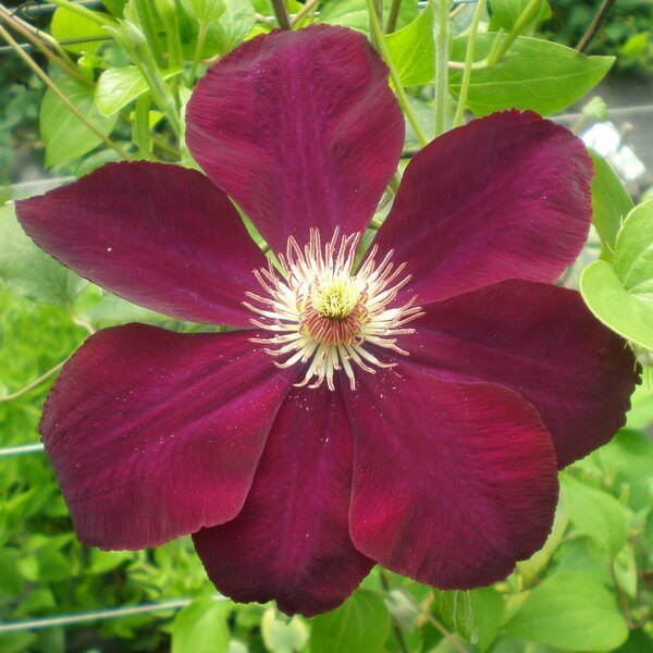 Clematis Mazowsze (wielkokwiatowy) poj, 4L - obrazek 5