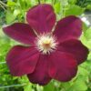 Clematis Mazowsze (wielkokwiatowy) P9/C1
