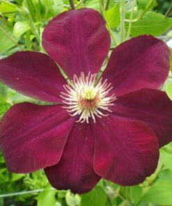 Clematis Mazowsze (wielkokwiatowy) poj, 2L - obrazek 3