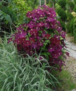 Alternative view of Clematis Mazowsze (wielkokwiatowy) P9/C1
