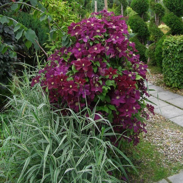 Clematis Mazowsze (wielkokwiatowy) P9/C1 - obrazek 2