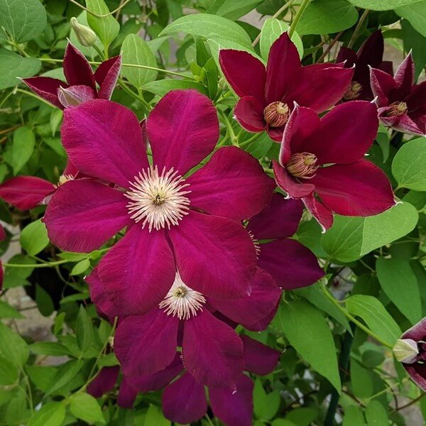 Clematis Mazowsze (wielkokwiatowy) poj, 2L