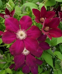 Clematis Mazowsze (wielkokwiatowy) P9/C1 - obrazek 4