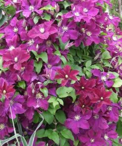 Clematis Mazowsze (wielkokwiatowy) poj, 4L - obrazek 2