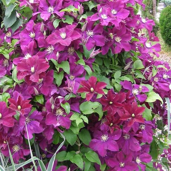 Clematis Mazowsze (wielkokwiatowy) poj, 2L - obrazek 4