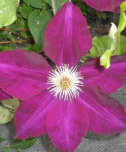 Clematis Mazowsze (wielkokwiatowy) P9/C1 - obrazek 3