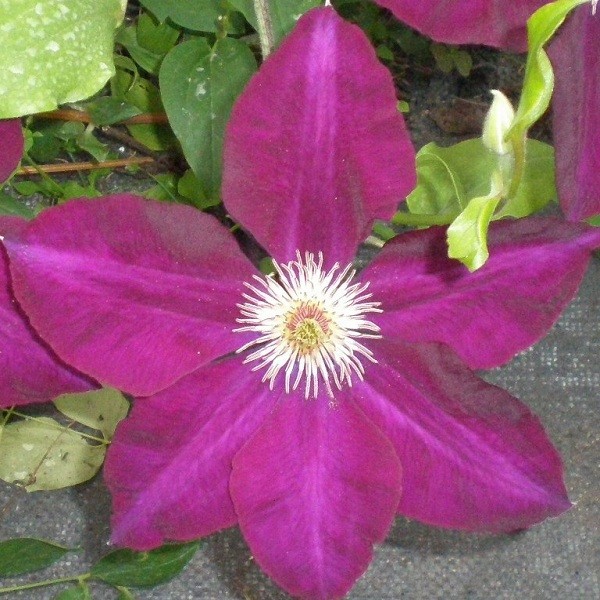 Clematis Mazowsze (wielkokwiatowy) P9/C1 - obrazek 3