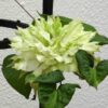 Clematis Midori P9/C1