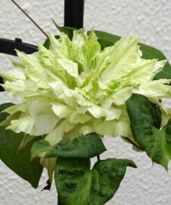 Clematis Midori P9/C1