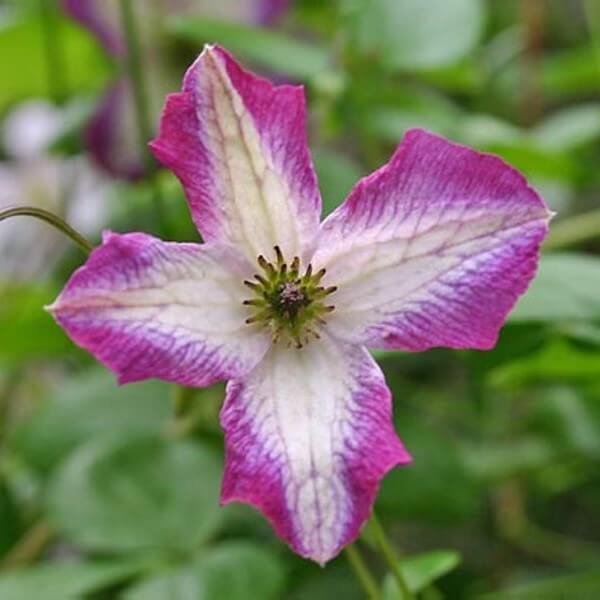 Clematis MINUET (viticella) poj. 2L - obrazek 4