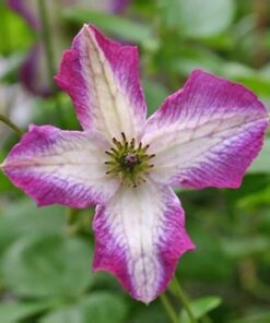 Clematis MINUET (viticella) poj, 4L - obrazek 4