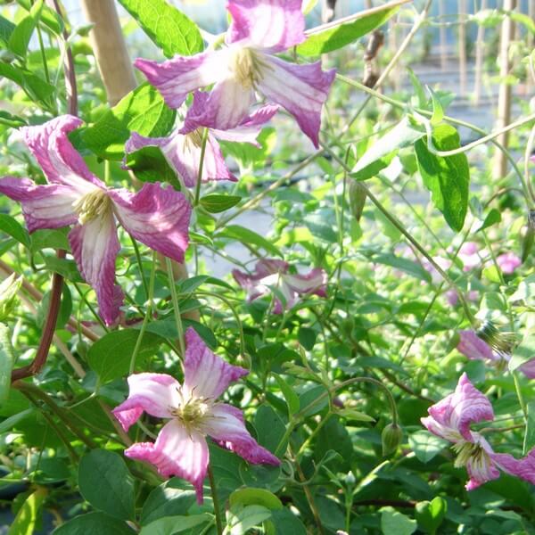 Clematis MINUET (viticella) P9/C1 - obrazek 2